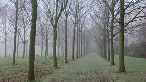 Walking between bare trees in foggy city park, London, United Kingdom 库存影片 297851804