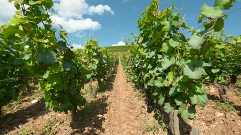 Walking between burgundy vines in the middle of summer - 4K Stock Footage 169302706