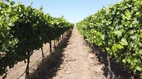 Walking between grape vine rows in vineyard Video stock 112041779