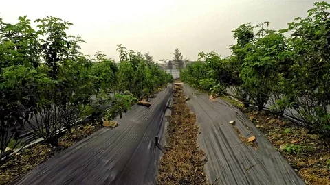Walking between lines of plants on field 4K Stock Footage 71138695