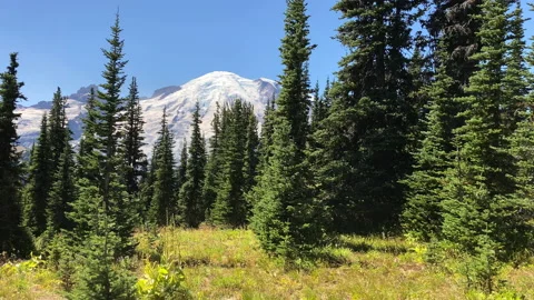 Walking between pine trees at Mount Rainier NP Stock Footage 214563220