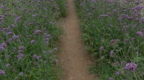 Walking between plot of blooming verbena flower field in garden Stockbeeldmateriaal 65967962