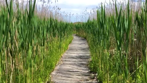 Walking between Pussy Willows Stock Footage 252149625