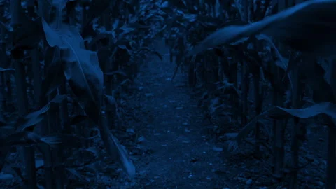 Walking Between Rows Of Corn At Night Animal POV Stock Footage 337498595