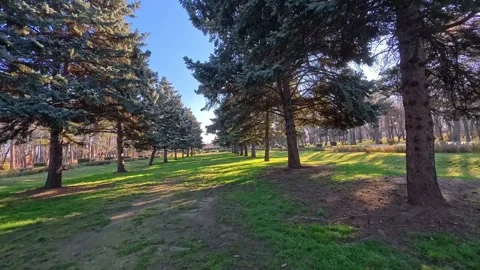 Walking between rows of fir trees in a park Stock Footage 297764828
