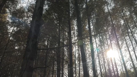 Walking between tall trees in mixed forest on sunny autumn day, blue sky on the Stock Footage 98484107