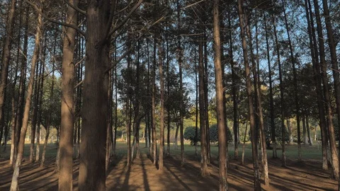 Walking between tall trees in mixed forest on sunny autumn day, blue sky on the 스톡 동영상 98513787