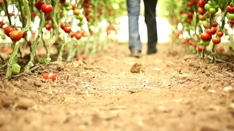 Walking between the tomatoes Stock Footage 83504555