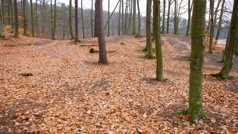 Walking Between Trees in Forest on Autumn Day Stock Footage 109364063