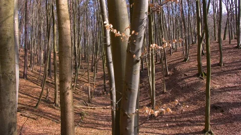 Walking Between Trees in Hilly Forest on Sunny Day Video stock 107422062