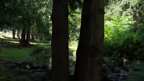 Walking between trees revealing a pond and forest landscape, footpath. Stock Footage 313635379