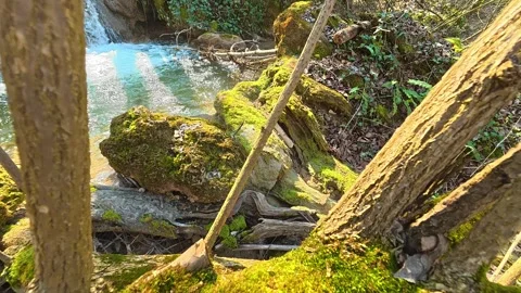 Walking Between Trees to Small Forest Waterfall – Slow Approach Vídeos de archivo 330660574