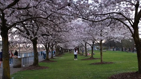 Walking between two rows of blossoming cherry trees in Portland, Oregon Stock Footage 127012712