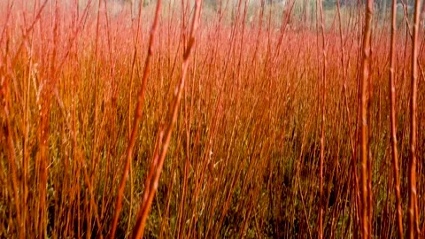 Walking between wicker fields before the harvesting. 4K Tracking handheld shot Stock Footage 178094139