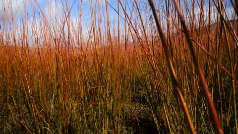 Walking between wicker fields before the harvesting. 4K Tracking handheld shot Stock Footage 178094179