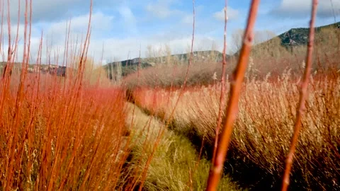 Walking between wicker fields before the harvesting. 4K Tracking handheld shot Stock Footage 178094190