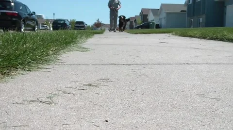 Walking Big Dog in Sunlight Video stock 66064527