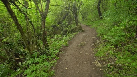 Walking Into the big green forest Stock Footage 119759570