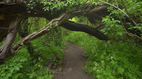 Walking Into the big green forest 스톡 동영상 119759664