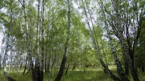 Walking in Birch Forest Passing Under the Trees. Stock Footage 228721379