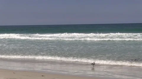 Walking bird Video stock 42468325