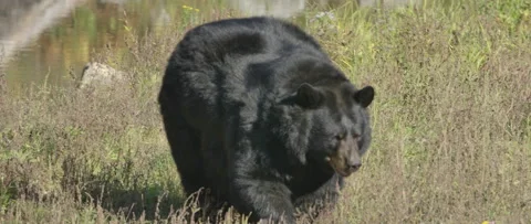 Walking black bear in slow motion Stock Footage 140268211