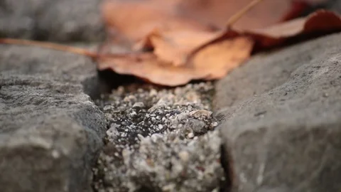 Walking black beetle Stock Footage 81228456