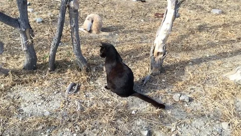 Walking black cat Video stock 88039727