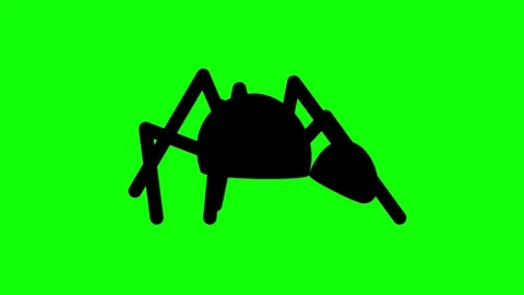 Walking Black Spider on Green screen Animation. 4K (Chroma key). Stock Footage 246800684
