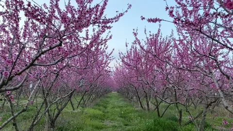 Walking in a blooming peach  trees with pink flowers and green grass Stock Footage 150123031
