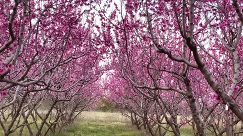 Walking in a blooming peach  trees with pink flowers Stock Footage 150123189