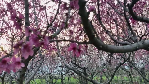 Walking in a blooming peach  trees with pink flowers during sunset Stock Footage 150124599