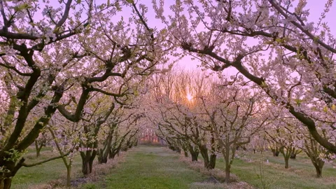 Walking in a blooming peach  trees with white flowers Stock Footage 150124920