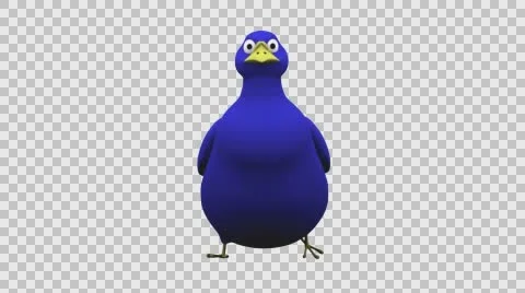 Walking blue bird in different views loop animation on transparent background Stock Footage 68787739