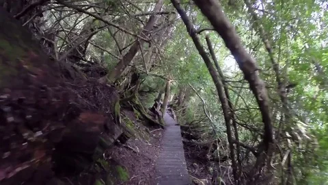 Walking on a boardwalk through rainforest Stock Footage 72007642