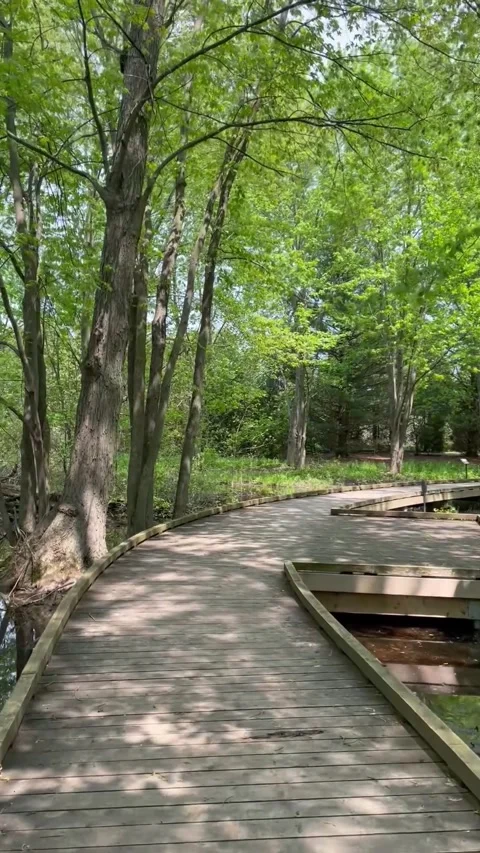 Walking on boardwalk in woods Vídeo Stock 323661920