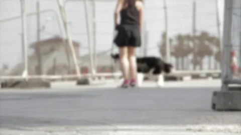 Walking the border collie dog Stock Footage 98676404