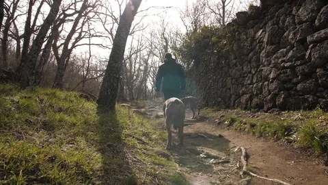 Walking the boxers in the forest Stock Footage 128014869