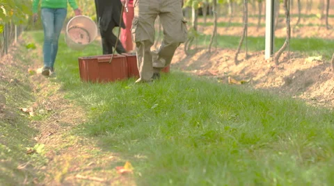 Walking with boxes full of vine grapes Stock Footage 58329274
