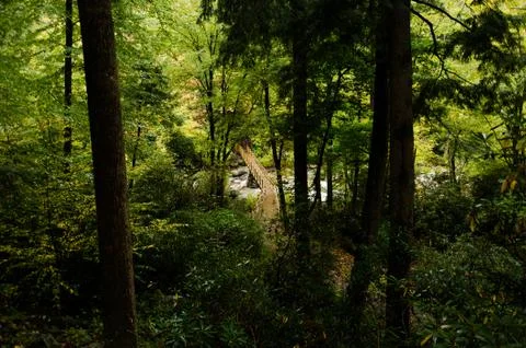 Walking bridge in forest Stock Photos
