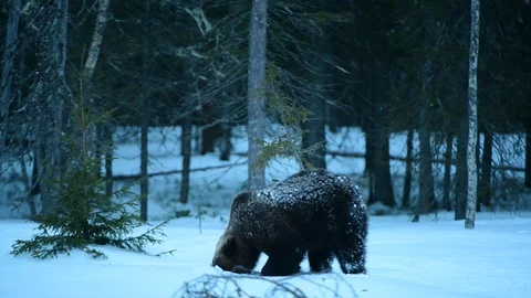 Walking Brown bear in the snow. Blizzard in night winter forest.  Wild Adult  Video stock 120892096