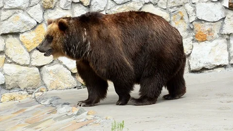 Walking brown bear in the zoo Stock Footage 90423492