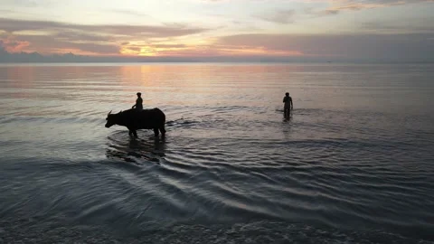 Walking the buffalo at the beach during sunset Stock Footage 194446142