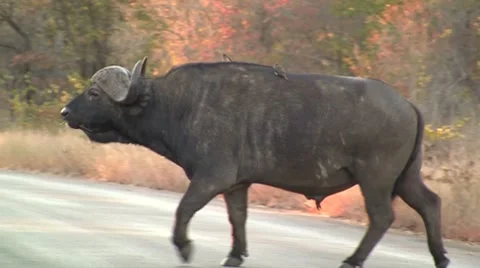 Walking buffalo Stock Footage 8622172