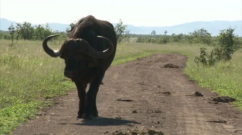 Walking buffalo on the road Stock-Footage 27104107