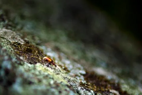 Walking bug Stock Photos