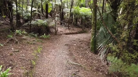 Walking A Bush Walk Track Stock Footage 131340675