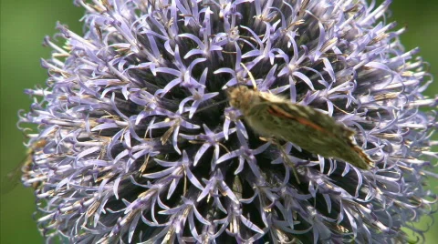 Walking butterfly Stock Footage 502377