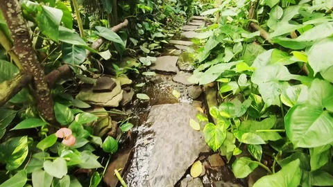 Walking in the Butterfly garden Video stock 117586487