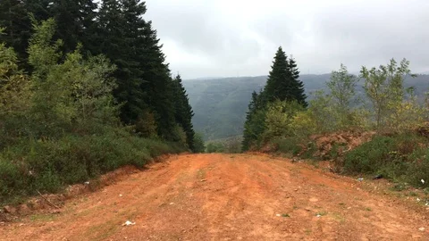 Walking With Camera Between Trees. Camera Eye Shooting 4K. 스톡 동영상 96587910